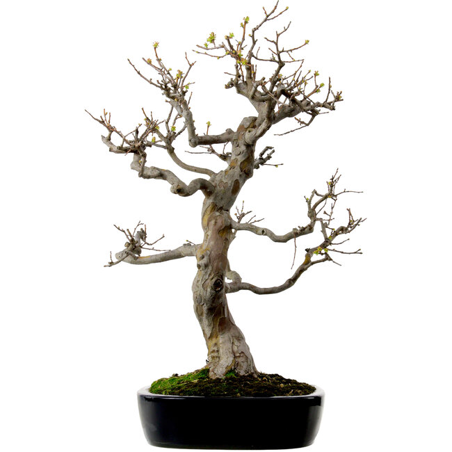 Pseudocydonia sinensis, 76 cm, ± 25 años de edad, con un nebari de 23 cm