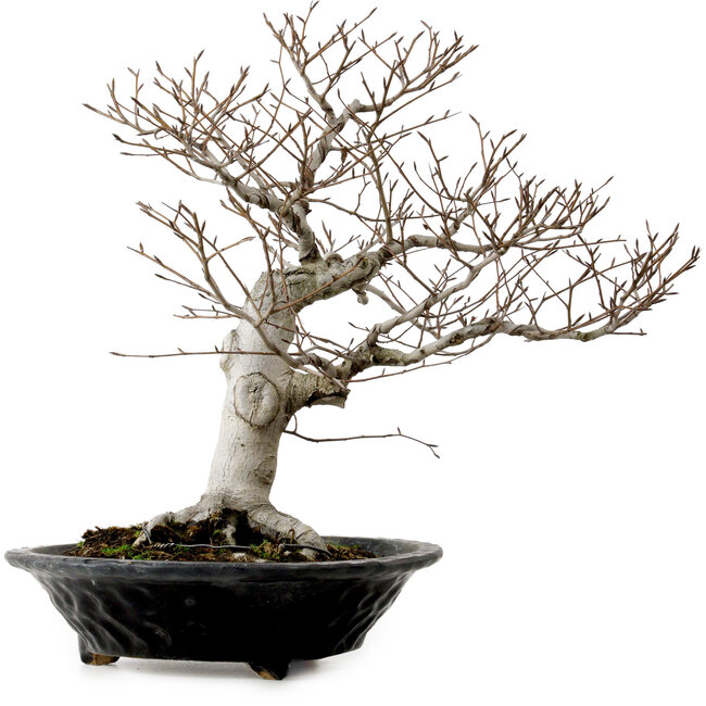 Fagus crenata, 44 cm, ± 25 ans, avec un nebari de 16 cm