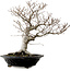 Fagus crenata, 44 cm, ± 25 years old, with a nebari of 16 cm