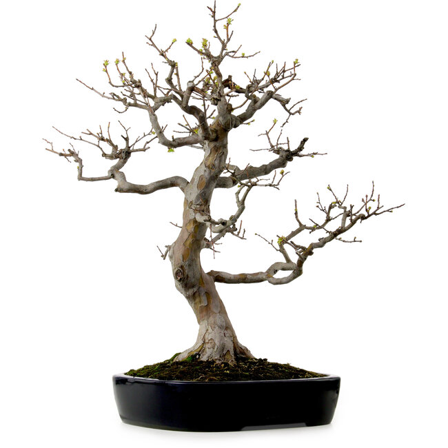 Pseudocydonia sinensis, 76 cm, ± 25 jaar oud, met een nebari van 23 cm