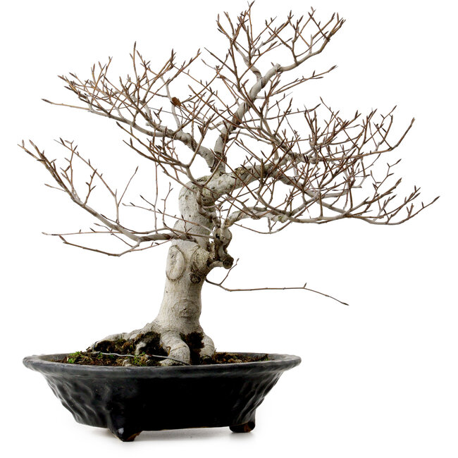 Fagus crenata, 44 cm, ± 25 años, con un nebari de 16 cm