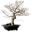 Fagus crenata, 44 cm, ± 25 years old, with a nebari of 16 cm