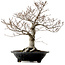 Fagus crenata, 44 cm, ± 25 Jahre alt, mit einem Wurzelhals von 16 cm