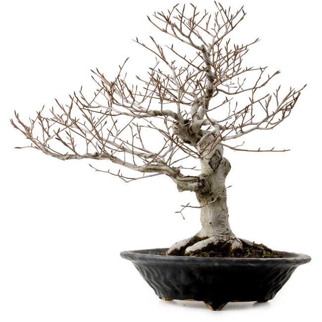 Fagus crenata, 44 cm, ± 25 years old, with a nebari of 16 cm
