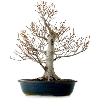 Fagus crenata, 57 cm, ± 25 años