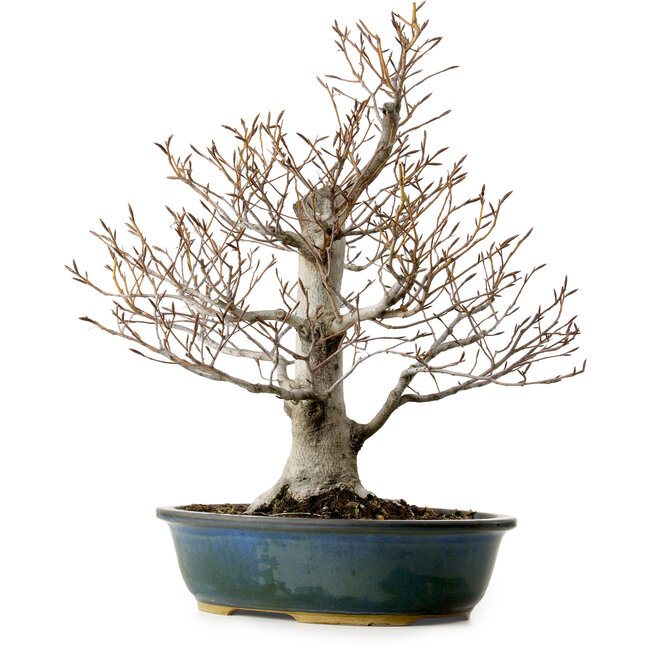 Fagus crenata, 57 cm, ± 25 años, con un nebari de 20 cm