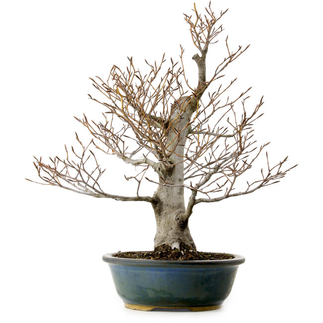 Fagus crenata, 57 cm, ± 25 años, con un nebari de 20 cm