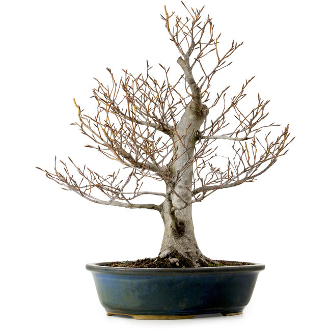 Fagus crenata, 57 cm, ± 25 años, con un nebari de 20 cm