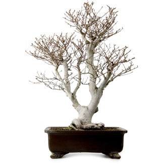 Fagus crenata, 70 cm, ± 25 años