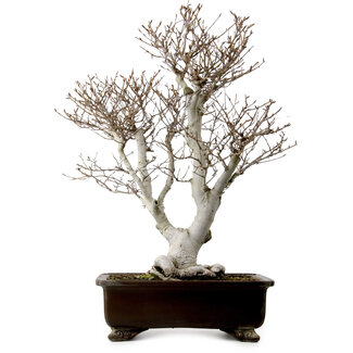 Fagus crenata, 70 cm, ± 25 ans