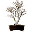Fagus crenata, 70 cm, ± 25 years old, with a nebari of 19 cm