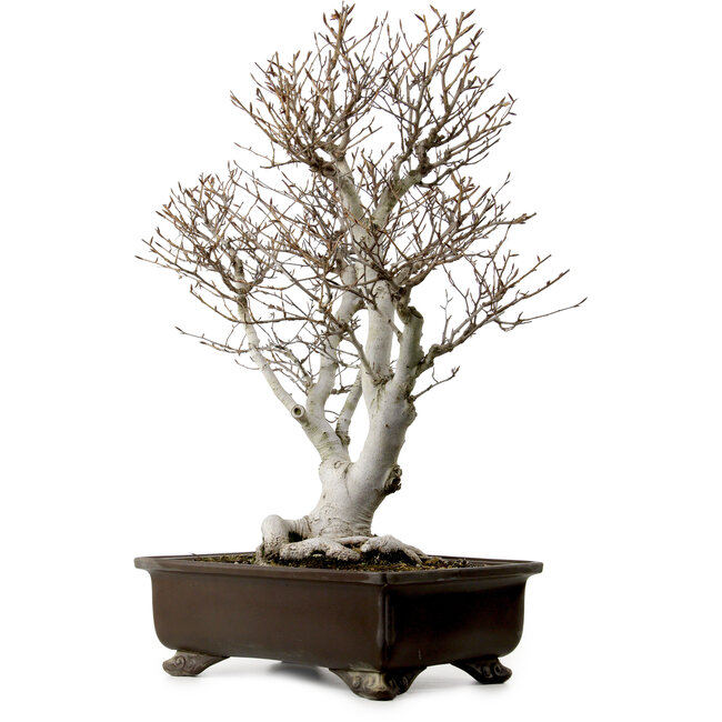 Fagus crenata, 70 cm, ± 25 años, con un nebari de 19 cm