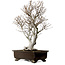 Fagus crenata, 70 cm, ± 25 anni, con nebari di 19 cm