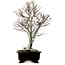 Fagus crenata, 70 cm, ± 25 ans, avec un nebari de 19 cm