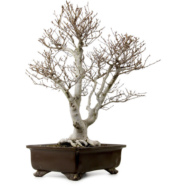 Fagus crenata, 70 cm, ± 25 años, con un nebari de 19 cm