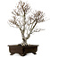 Fagus crenata, 70 cm, ± 25 jaar oud, met een nebari van 19 cm