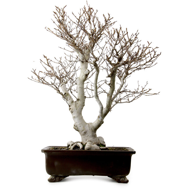 Fagus crenata, 70 cm, ± 25 Jahre alt, mit einem Wurzelhals von 19 cm