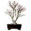 Fagus crenata, 70 cm, ± 25 ans, avec un nebari de 19 cm