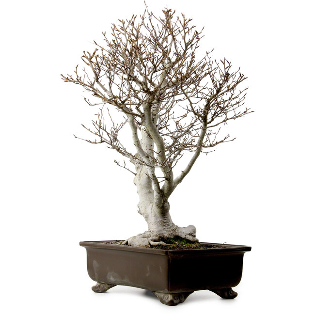Fagus crenata, 70 cm, ± 25 jaar oud, met een nebari van 19 cm