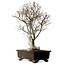 Fagus crenata, 70 cm, ± 25 Jahre alt, mit einem Wurzelhals von 19 cm