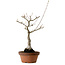 Acer buergerianum, 40 cm, ± 20 jaar oud, met een nebari van 12 cm