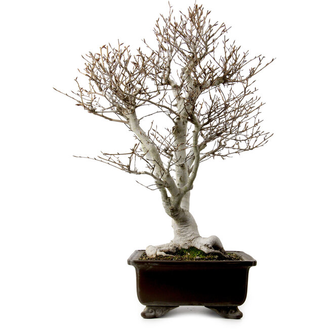 Fagus crenata, 70 cm, ± 25 años, con un nebari de 19 cm