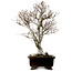 Fagus crenata, 70 cm, ± 25 years old, with a nebari of 19 cm