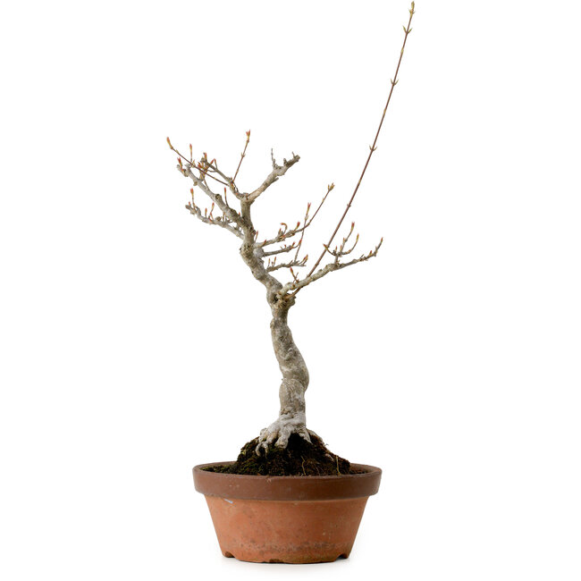 Acer buergerianum, 40 cm, ± 20 años de edad, con un nebari de 12 cm.