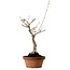 Acer buergerianum, 40 cm, ca. 20 Jahre alt, mit einem Wurzelhals von 12 cm