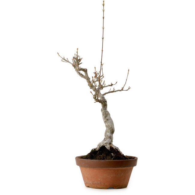 Acer buergerianum, 40 cm, ± 20 ans, avec un nebari de 12 cm