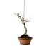 Acer buergerianum, 40 cm, ± 20 anni, con nebari di 12 cm