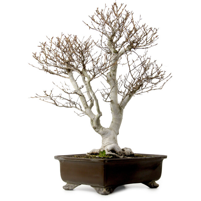Fagus crenata, 70 cm, ± 25 Jahre alt, mit einem Wurzelhals von 19 cm