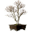 Fagus crenata, 70 cm, ± 25 ans, avec un nebari de 19 cm