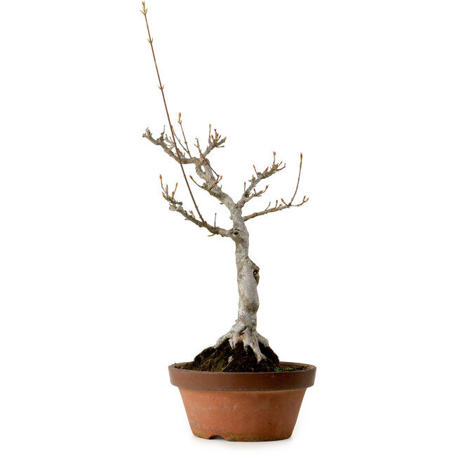 Acer buergerianum, 40 cm, ± 20 años de edad, con un nebari de 12 cm.