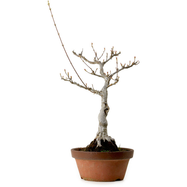 Acer buergerianum, 40 cm, ± 20 años de edad, con un nebari de 12 cm.