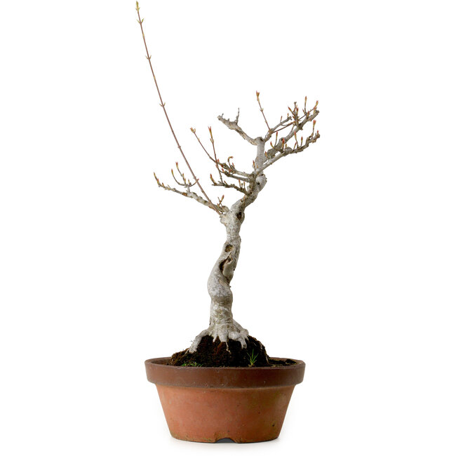 Acer buergerianum, 40 cm, ± 20 años de edad, con un nebari de 12 cm.