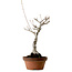 Acer buergerianum, 40 cm, ± 20 ans, avec un nebari de 12 cm
