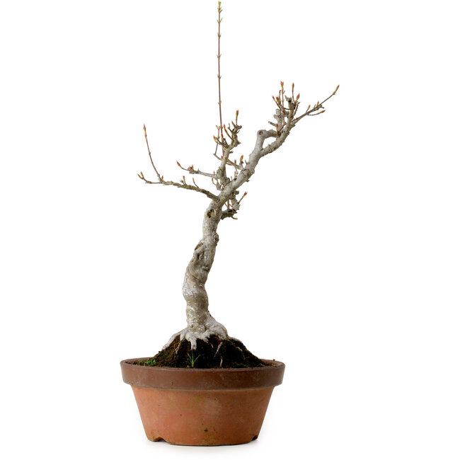 Acer buergerianum, 40 cm, ± 20 años de edad, con un nebari de 12 cm.