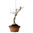 Acer buergerianum, 40 cm, ± 20 ans, avec un nebari de 12 cm