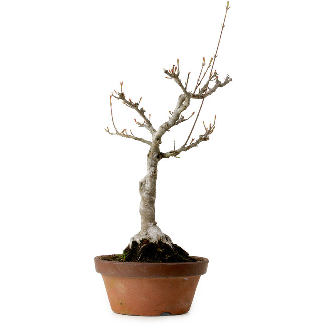 Acer buergerianum, 40 cm, ± 20 años de edad, con un nebari de 12 cm.