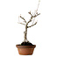 Acer buergerianum, 40 cm, ± 20 jaar oud, met een nebari van 12 cm