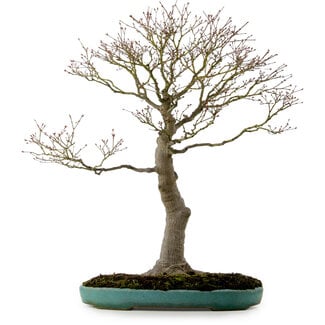 Acer palmatum, 75 cm, ± 25 años