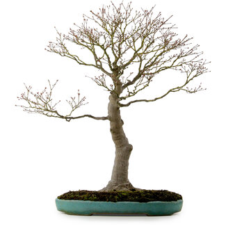 Acer palmatum, 75 cm, ± 25 years old