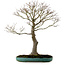 Acer palmatum, 75 cm, ± 25 anni, in un vaso giapponese artigianale rotto con nebari di 22 cm