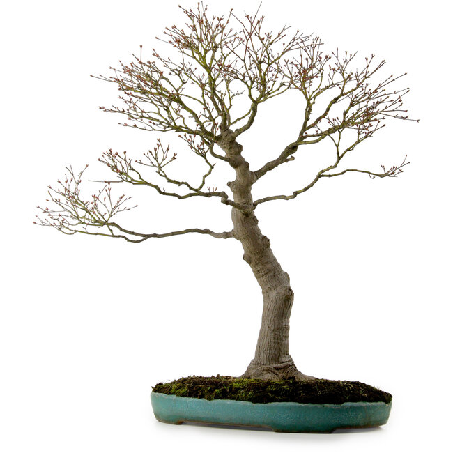 Acer palmatum, 75 cm, ± 25 años, en una maceta japonesa hecha a mano rota con un nebari de 22 cm.