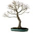 Acer palmatum, 75 cm, ± 25 años, en una maceta japonesa hecha a mano rota con un nebari de 22 cm.