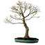 Acer palmatum, 75 cm, ± 25 years old, in a broken handmade Japanese pot with a nebari of 22 cm