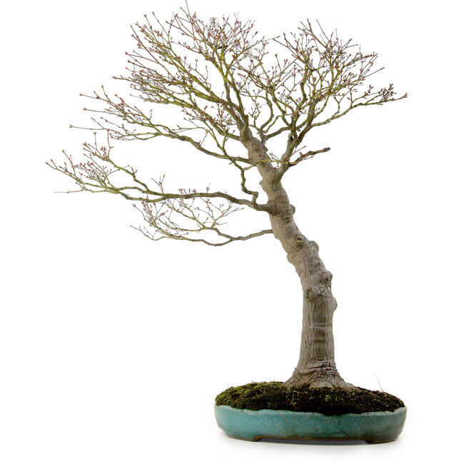 Acer palmatum, 75 cm, ± 25 jaar oud, in een gebroken handgemaakte Japanse pot met een nebari van 22 cm.