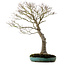 Acer palmatum, 75 cm, ± 25 anni, in un vaso giapponese artigianale rotto con nebari di 22 cm