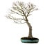 Acer palmatum, 75 cm, ± 25 años, en una maceta japonesa hecha a mano rota con un nebari de 22 cm.